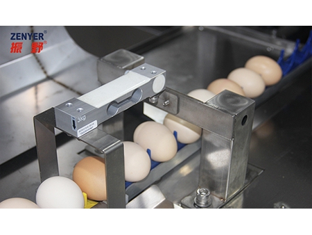 Clasificadora de huevos 104B (10000 huevos/hora)