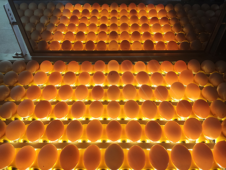 Clasificadora de huevos 107 (20000 huevos/hora)