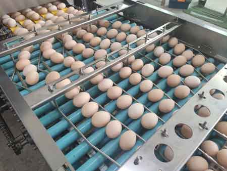 Clasificadora de huevos 107 (20000 huevos/hora)