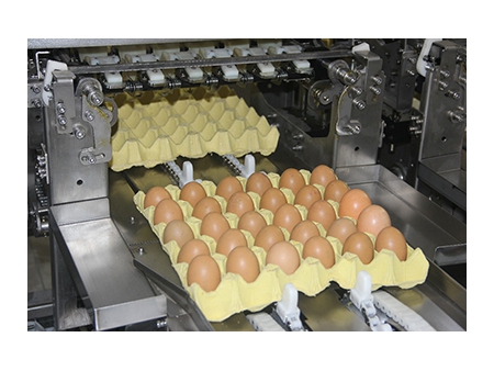 Clasificadora de huevos 109 (30000 huevos/hora)