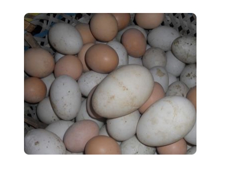 Lavadora de Huevos 203A (20000 huevos/hor)