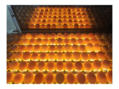 Rompedora de huevos 501B (8000 huevos/hora)