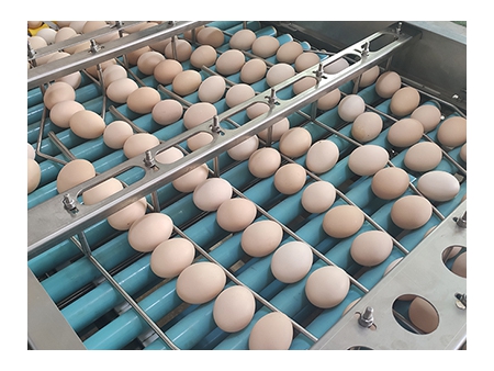Máquina Empacadora de Huevos 714 (55,000 huevos/hora)