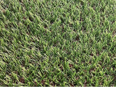 TS ECOGREEN TURF