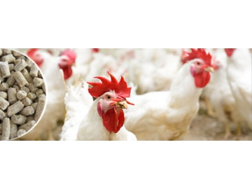 Líneas para producción de alimento para animales