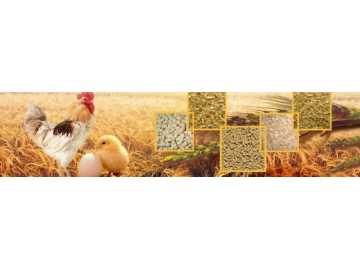 Línea de producción de alimento para aves