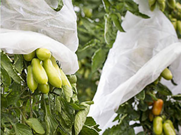 Tela no tejida, bolsa protectora para frutas