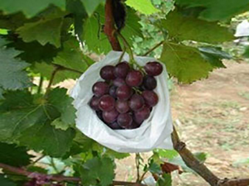 Tela no tejida, bolsa protectora para frutas