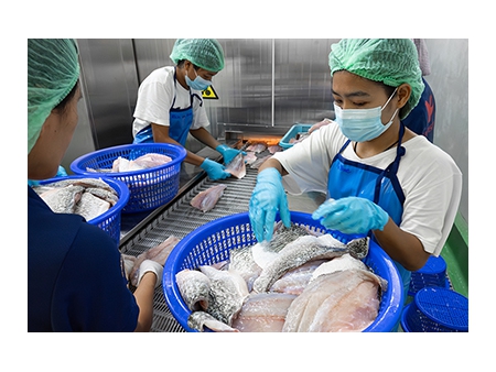 Congelador rápido de doble espiral en Tailandia